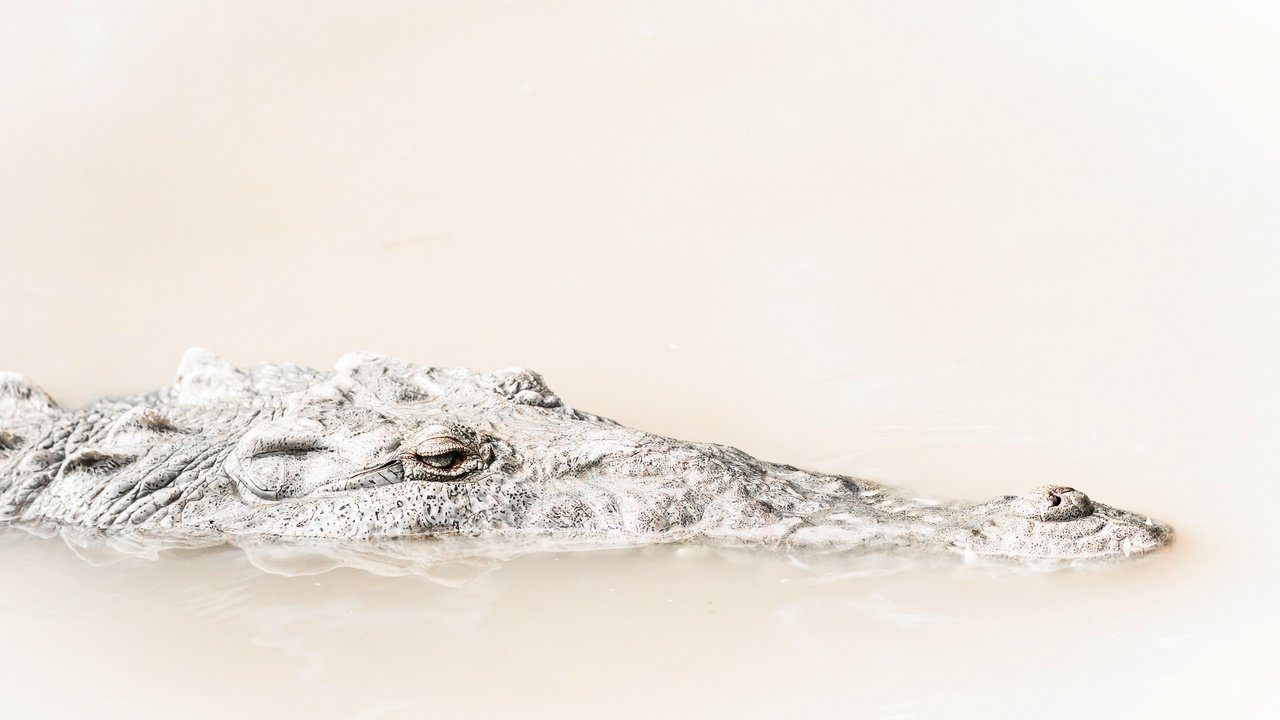 Обои вода, природа, фон, крокодил, water, nature, background, crocodile разрешение 2399x1519 Загрузить