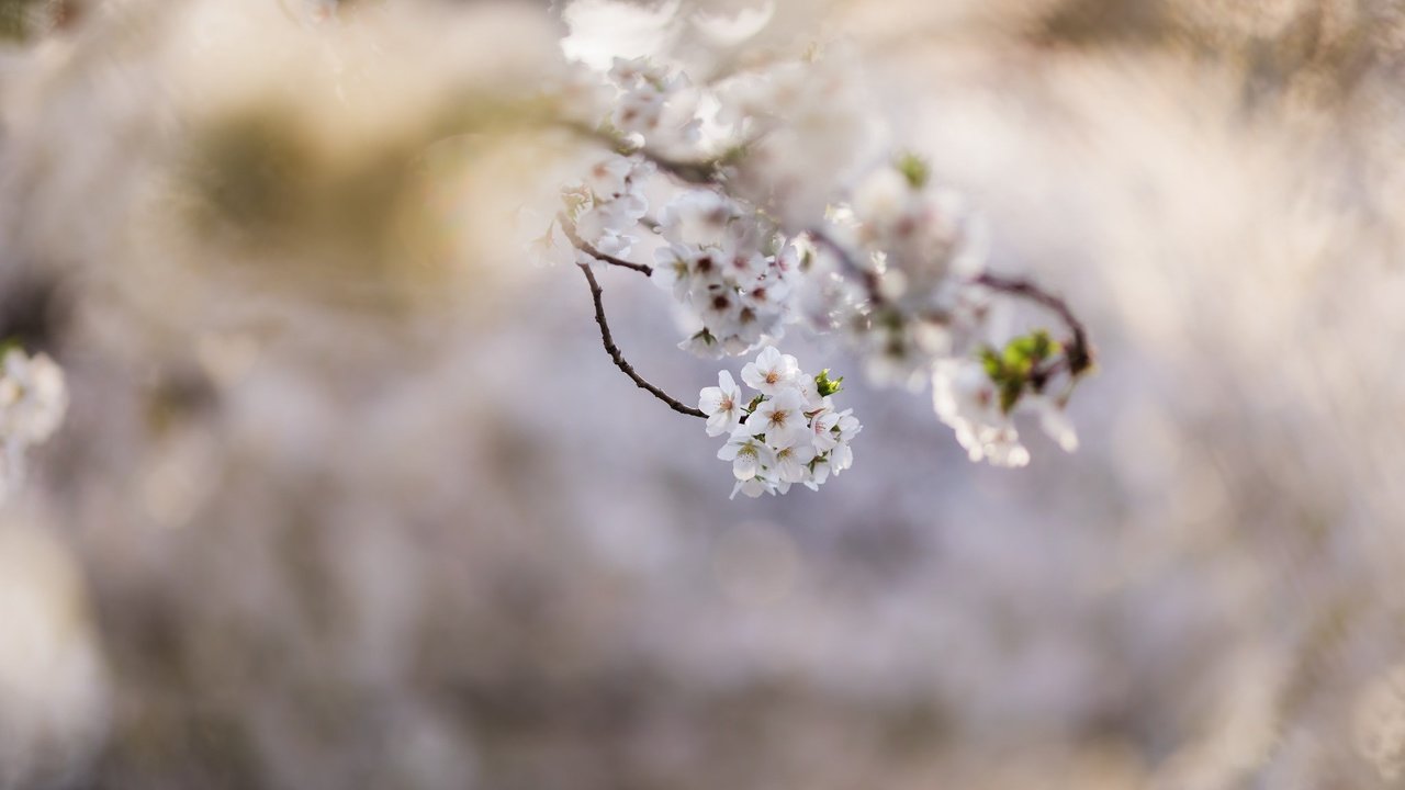 Обои ветка, природа, дерево, цветение, фон, весна, branch, nature, tree, flowering, background, spring разрешение 2048x1365 Загрузить