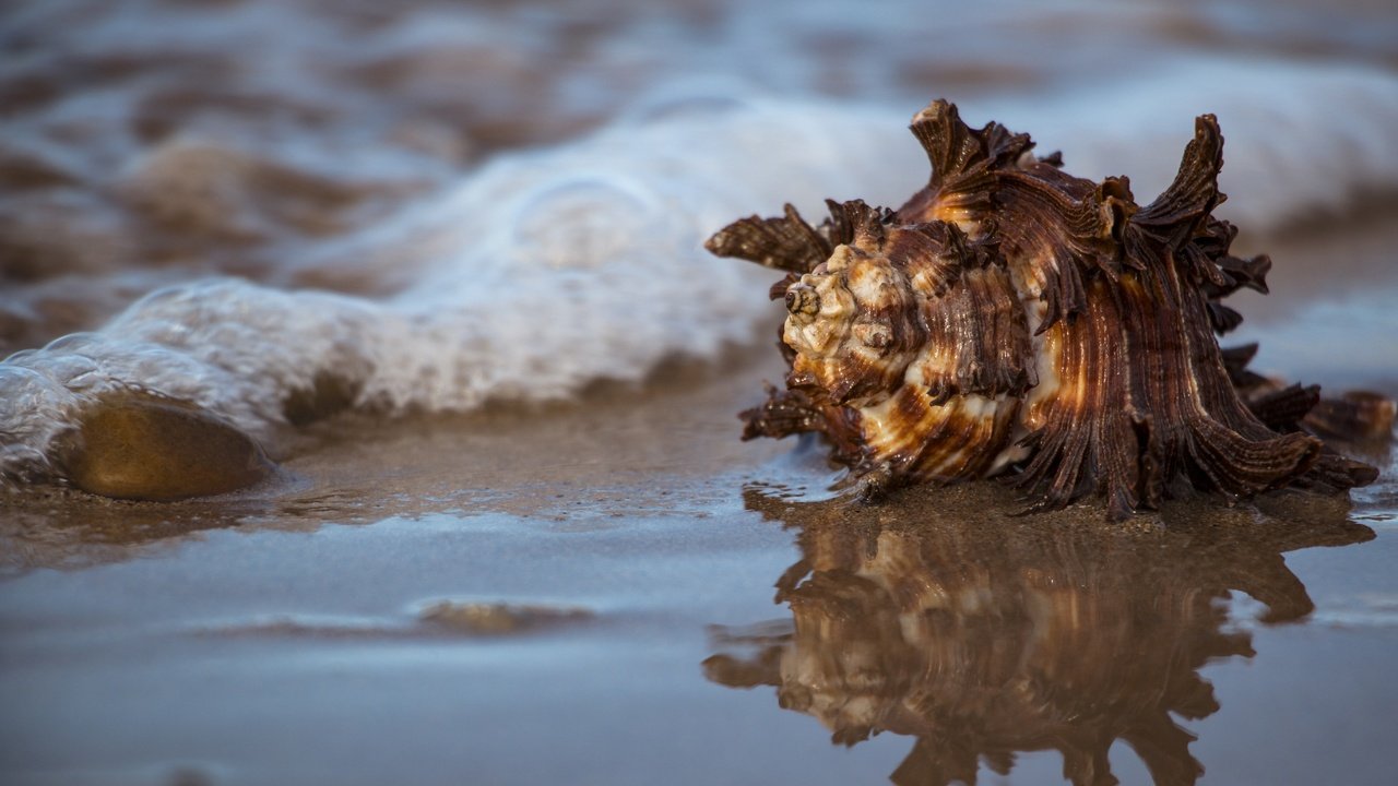 Обои вода, природа, отражение, море, ракушка, water, nature, reflection, sea, shell разрешение 5472x3260 Загрузить