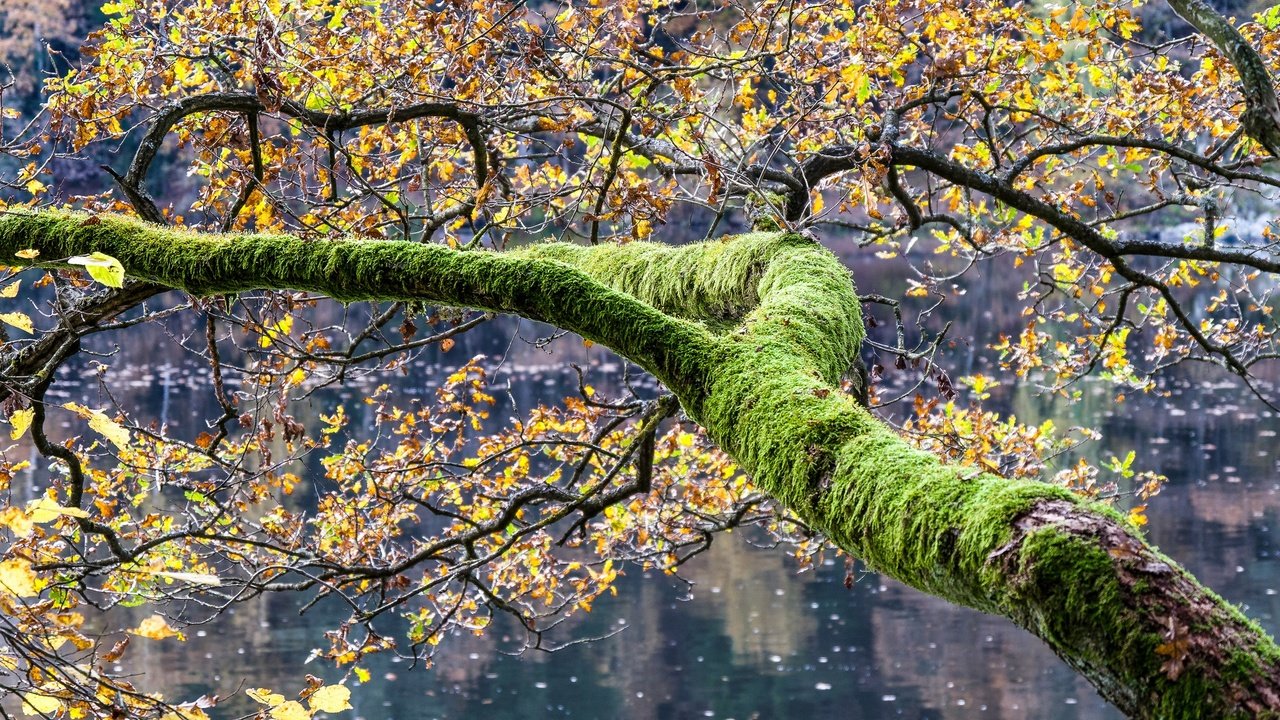 Обои озеро, дерево, листья, осень, мох, lake, tree, leaves, autumn, moss разрешение 2048x1152 Загрузить