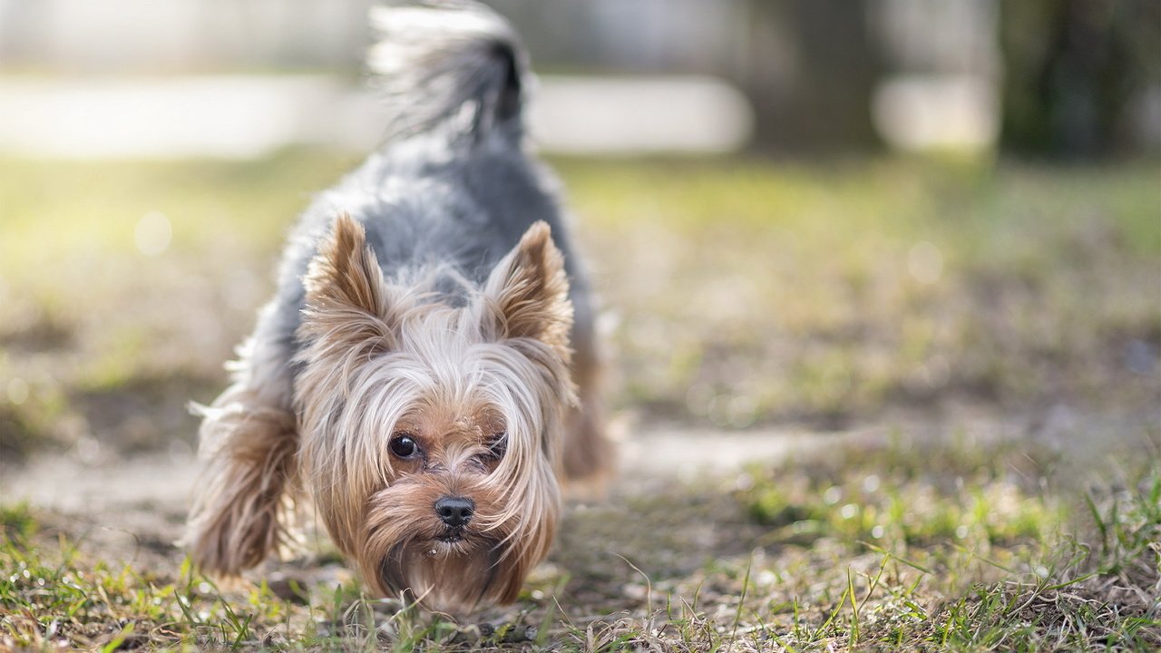 Обои шерсть, взгляд, собака, друг, йоркширский терьер, wool, look, dog, each, yorkshire terrier разрешение 1920x1200 Загрузить