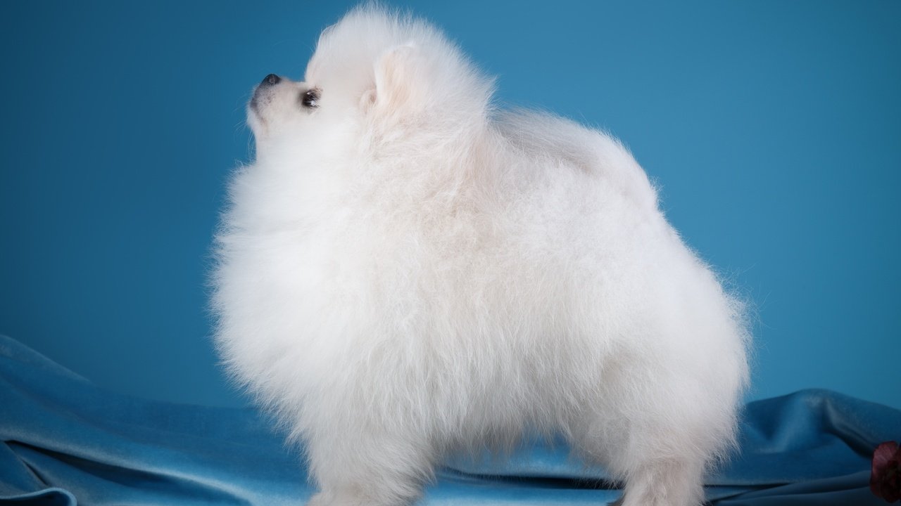 Обои белый, собака, профиль, шпиц, white, dog, profile, spitz разрешение 3000x1995 Загрузить