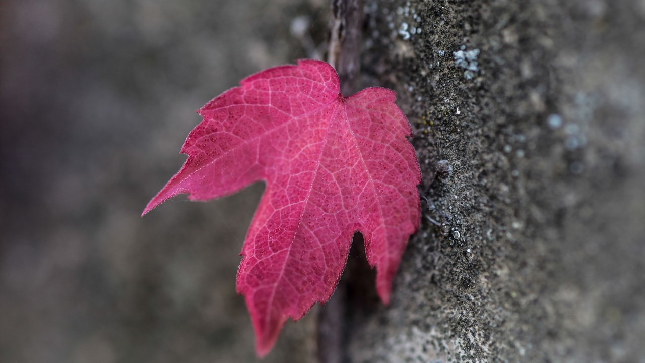 Обои дерево, макро, осень, лист, кора, красный лист, tree, macro, autumn, sheet, bark, red leaf разрешение 2047x1265 Загрузить