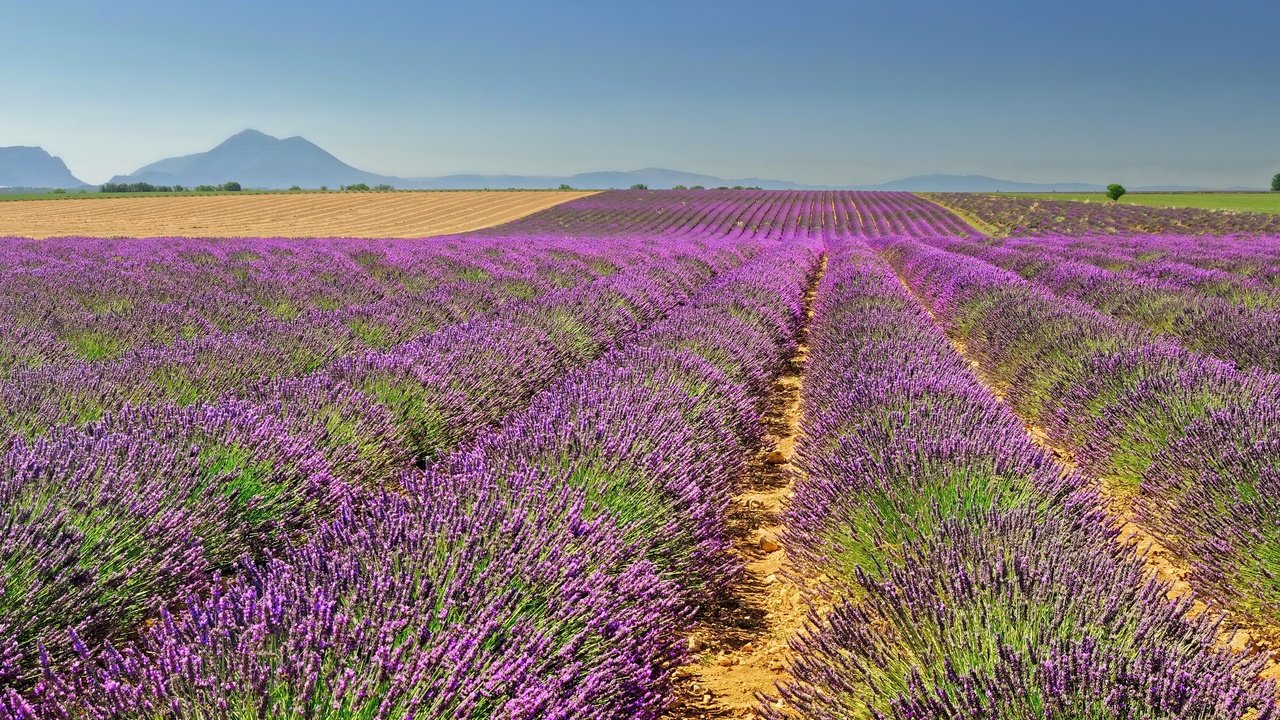 Обои небо, горы, поля, лаванда, горизонт, франция, простор, valensole, the sky, mountains, field, lavender, horizon, france, space разрешение 3400x2200 Загрузить