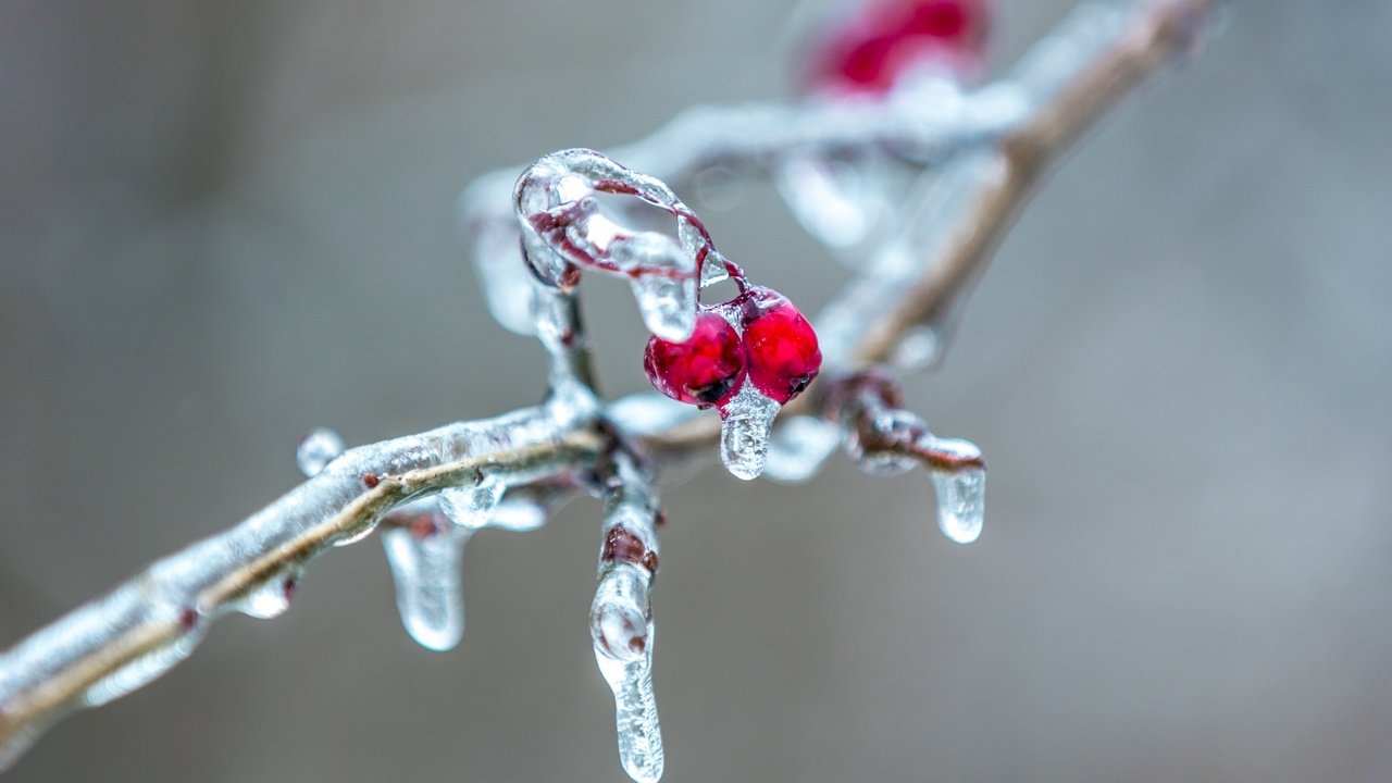 Обои ветка, природа, фон, лёд, ягоды, сосулька, рябина, ветки.ягоды, branch, nature, background, ice, berries, icicle, rowan, branch.berries разрешение 2560x1600 Загрузить