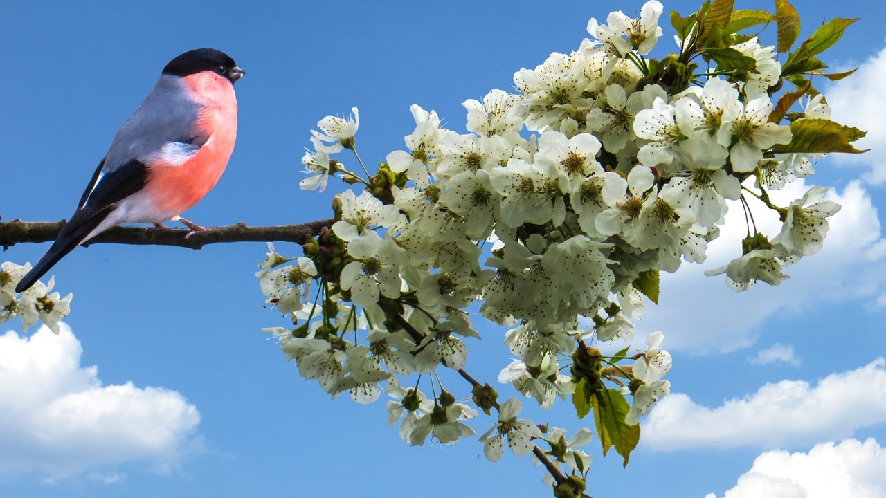 Обои небо, ветка, цвет, птица, весна, яблоня, снегирь, the sky, branch, color, bird, spring, apple, bullfinch разрешение 3373x2405 Загрузить