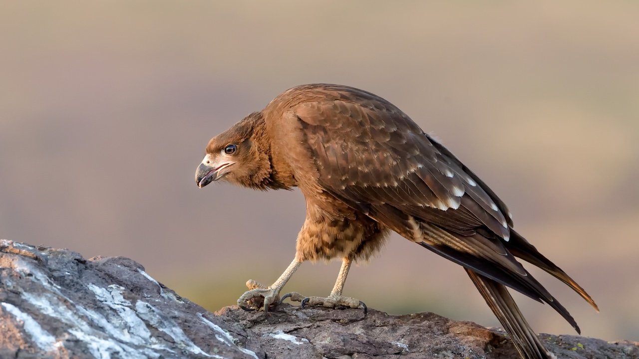 Обои природа, птица, клюв, перья, горная каракара, хищная птица, nature, bird, beak, feathers, mountain caracara, bird of prey разрешение 2500x1664 Загрузить