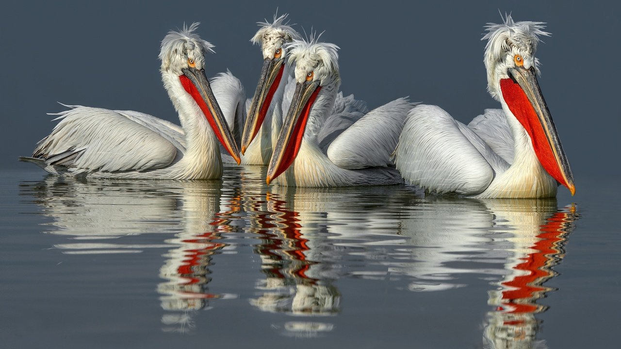 Обои вода, отражение, птицы, клюв, перья, пеликан, пеликаны, water, reflection, birds, beak, feathers, pelican, pelicans разрешение 2499x1575 Загрузить