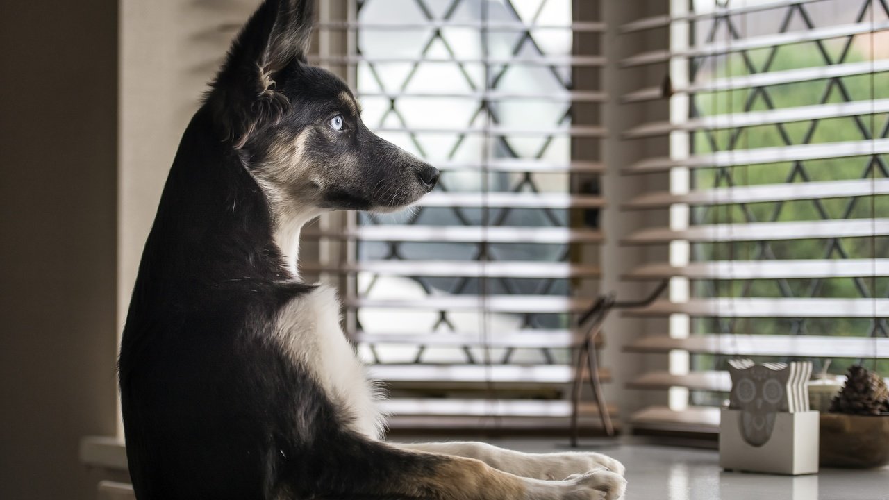 Обои взгляд, собака, дом, окно, немецкая овчарка, look, dog, house, window, german shepherd разрешение 2560x1709 Загрузить