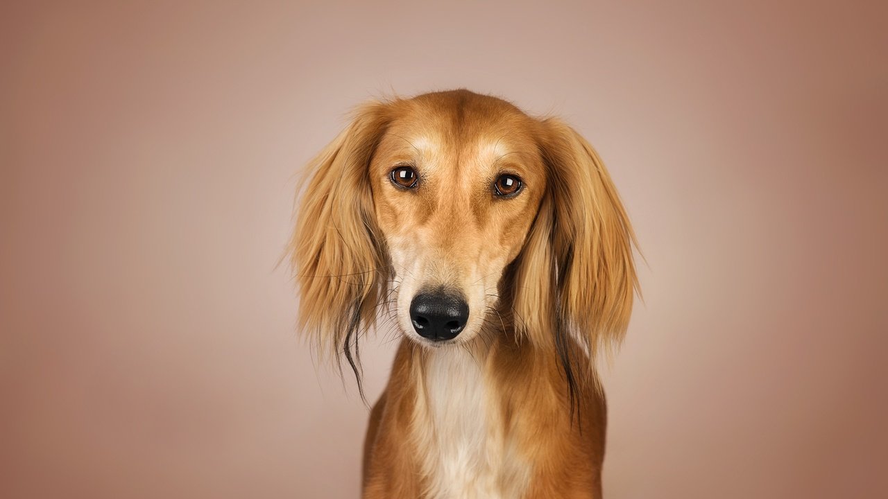 Обои глаза, фон, взгляд, собака, рыжая, kenny, салюки, eyes, background, look, dog, red, saluki разрешение 2048x1367 Загрузить