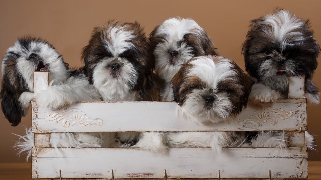 Обои щенки, собаки, ящик, ши-тцу, ши-тцу., puppies, dogs, box, shih tzu, shih tzu. разрешение 2400x1399 Загрузить