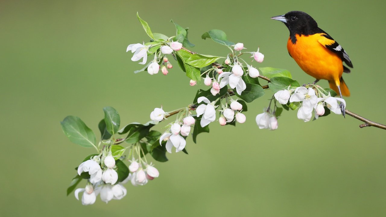 Обои цветы, птица, весна, иволга, балтиморский цветной трупиал, simon théberge, flowers, bird, spring, oriole, baltimore colored troupial разрешение 2048x1365 Загрузить