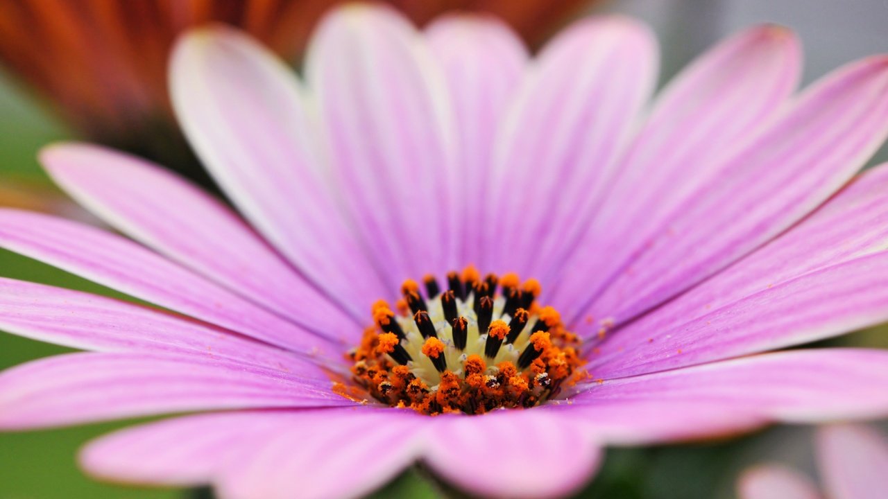 Обои макро, цветок, лепестки, остеоспермум, macro, flower, petals, osteospermum разрешение 3840x2400 Загрузить