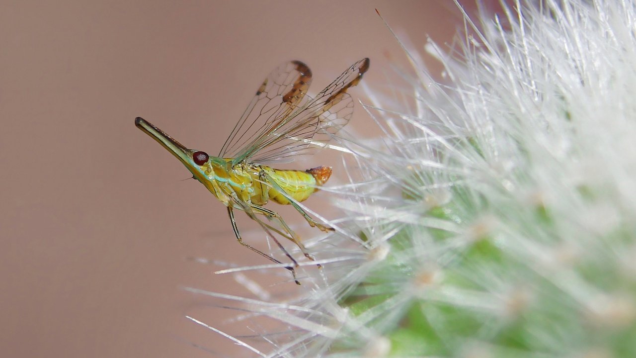 Обои природа, насекомое, цветок, комар, былинка, nature, insect, flower, the mosquito, blade of grass разрешение 1920x1080 Загрузить