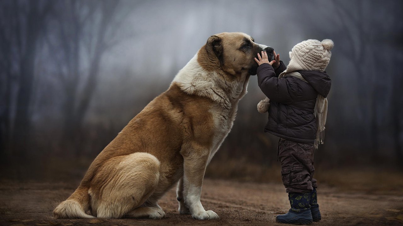 Обои лес, собака, дети, ребенок, дружба, forest, dog, children, child, friendship разрешение 1920x1200 Загрузить