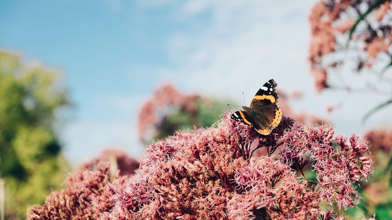 Обои цветы, макро, насекомое, бабочка, крылья, flowers, macro, insect, butterfly, wings разрешение 3264x2176 Загрузить