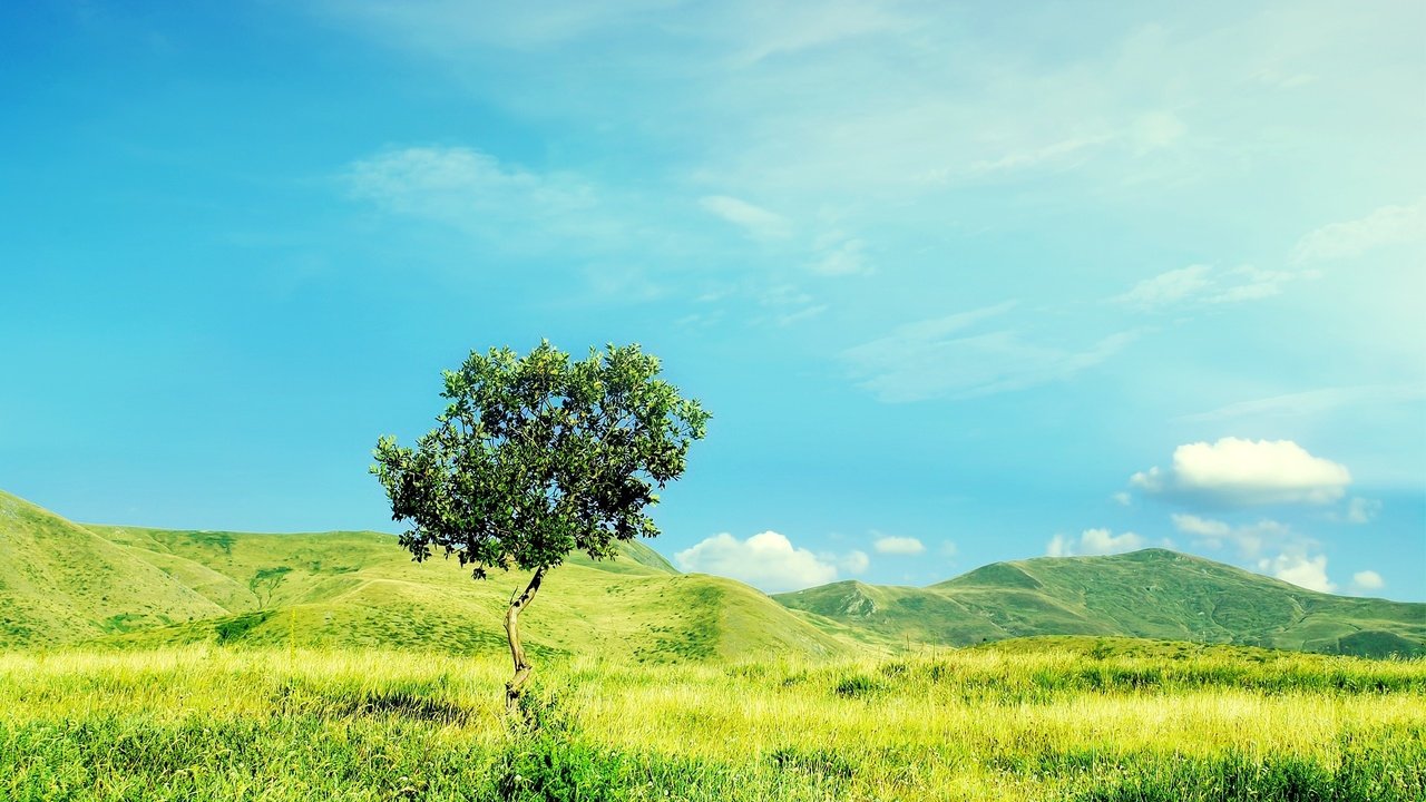 Обои небо, трава, облака, холмы, природа, дерево, зелень, лето, the sky, grass, clouds, hills, nature, tree, greens, summer разрешение 2560x1600 Загрузить