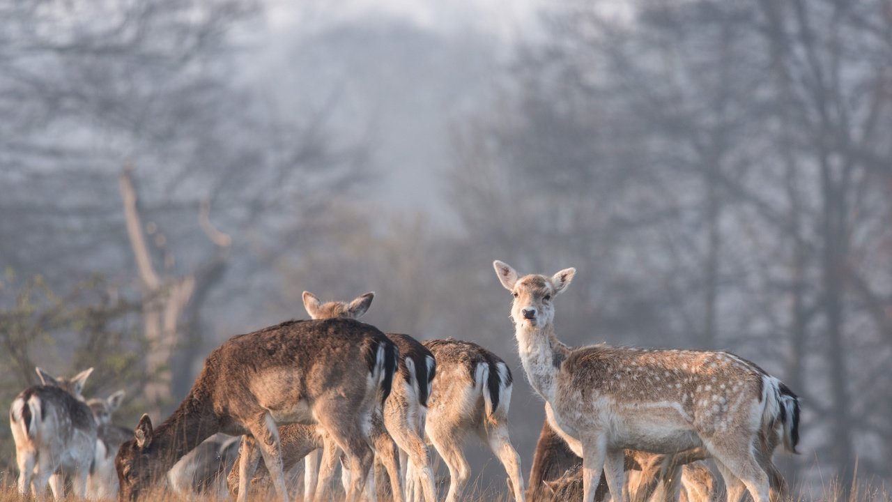 Обои природа, лес, олень, олени, nature, forest, deer разрешение 3840x2564 Загрузить