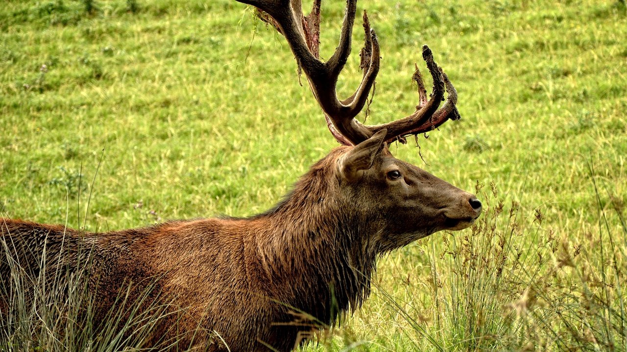 Обои трава, природа, зелень, олень, профиль, рога, grass, nature, greens, deer, profile, horns разрешение 4644x3715 Загрузить