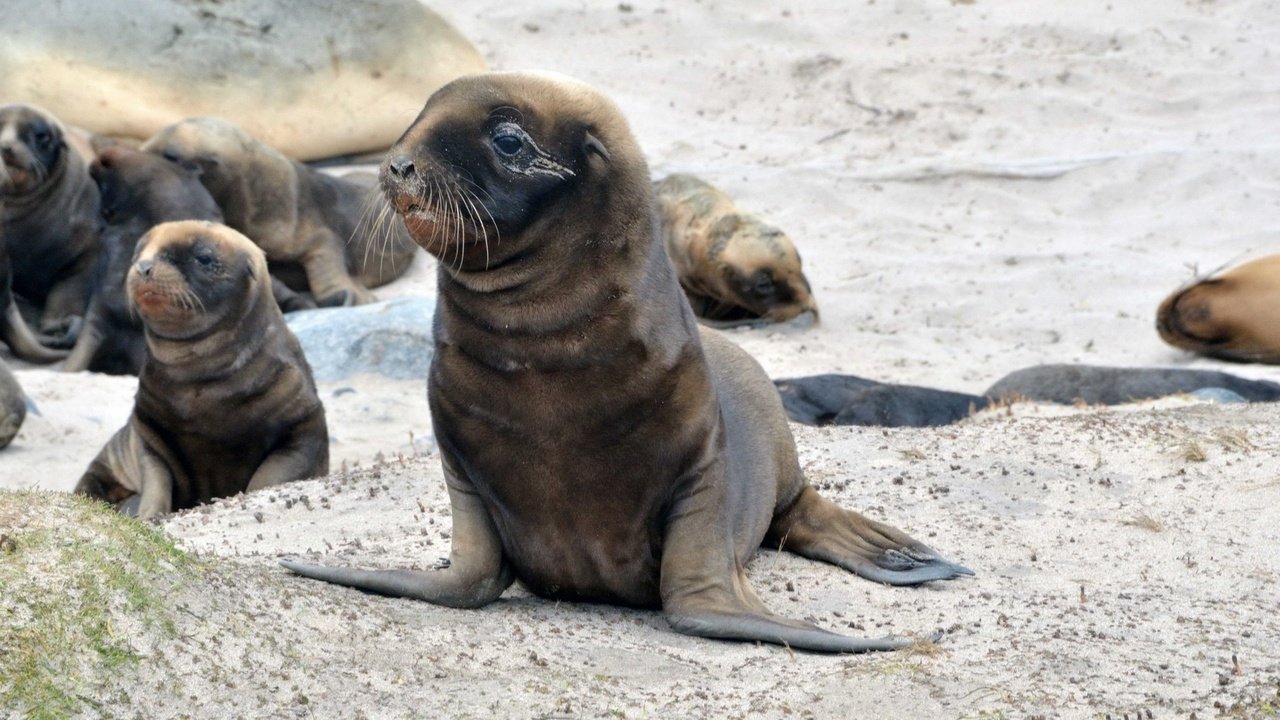Обои тюлень, дикая природа, морской котик, ласты, seal, wildlife, navy seal, fins разрешение 1920x1080 Загрузить