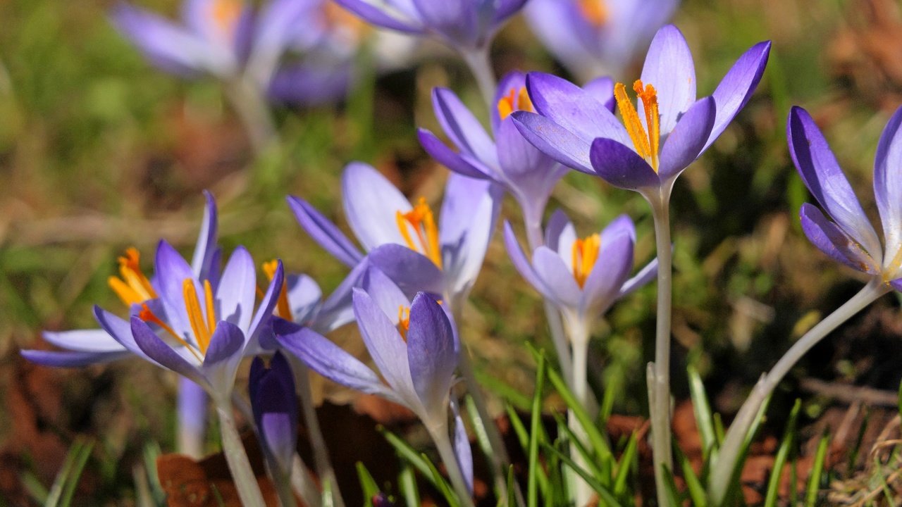 Обои цветы, лепестки, весна, крокусы, flowers, petals, spring, crocuses разрешение 2560x1707 Загрузить