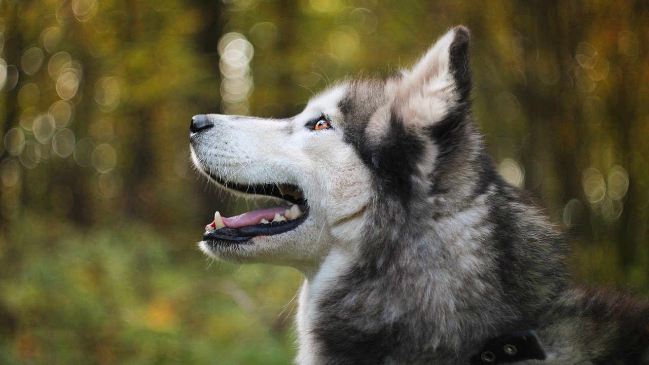 Обои мордочка, собака, профиль, хаски, боке, аляскинский маламут, muzzle, dog, profile, husky, bokeh, alaskan malamute разрешение 1920x1200 Загрузить