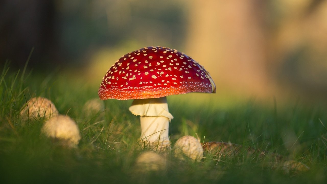 Обои природа, макро, грибы, боке, мухоморы, nature, macro, mushrooms, bokeh, amanita разрешение 1920x1156 Загрузить