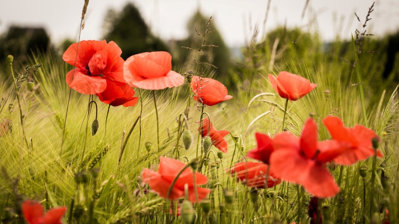 Обои цветы, трава, поле, лепестки, красные, маки, flowers, grass, field, petals, red, maki разрешение 2048x1260 Загрузить