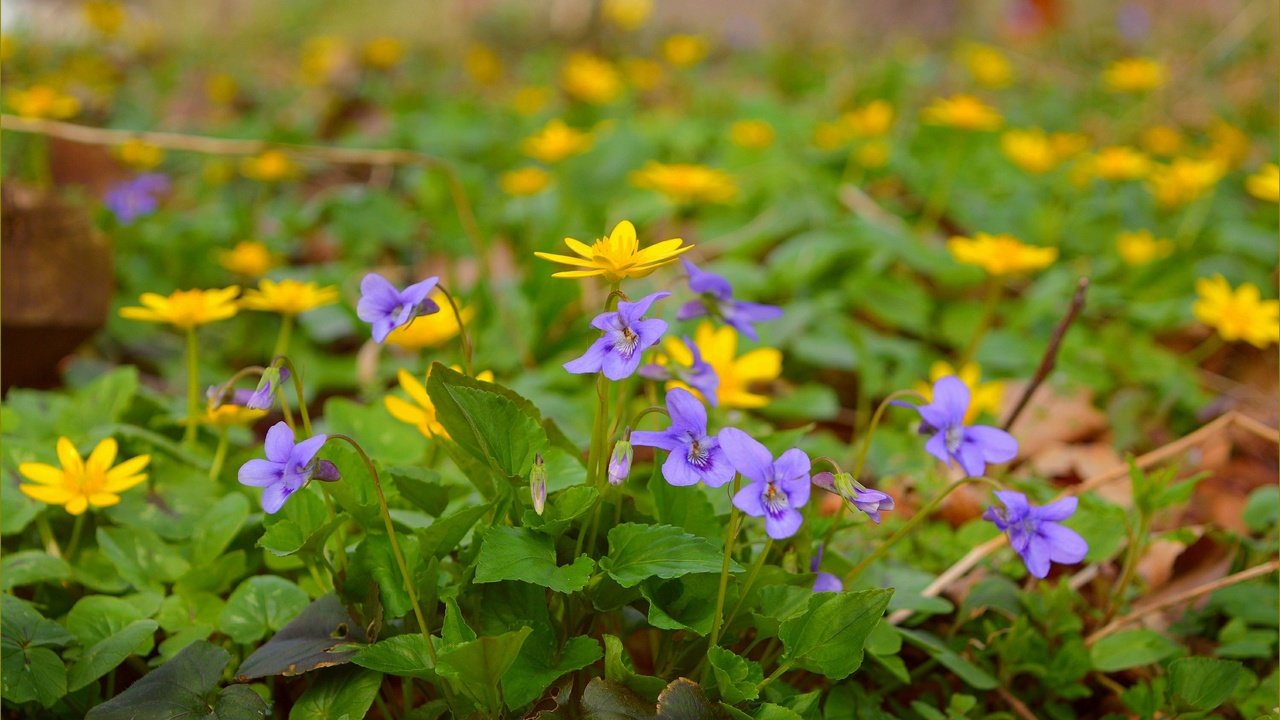 Обои цветы, весна, желтые, полевые цветы, фиолетовые, flowers, spring, yellow, wildflowers, purple разрешение 3004x1894 Загрузить