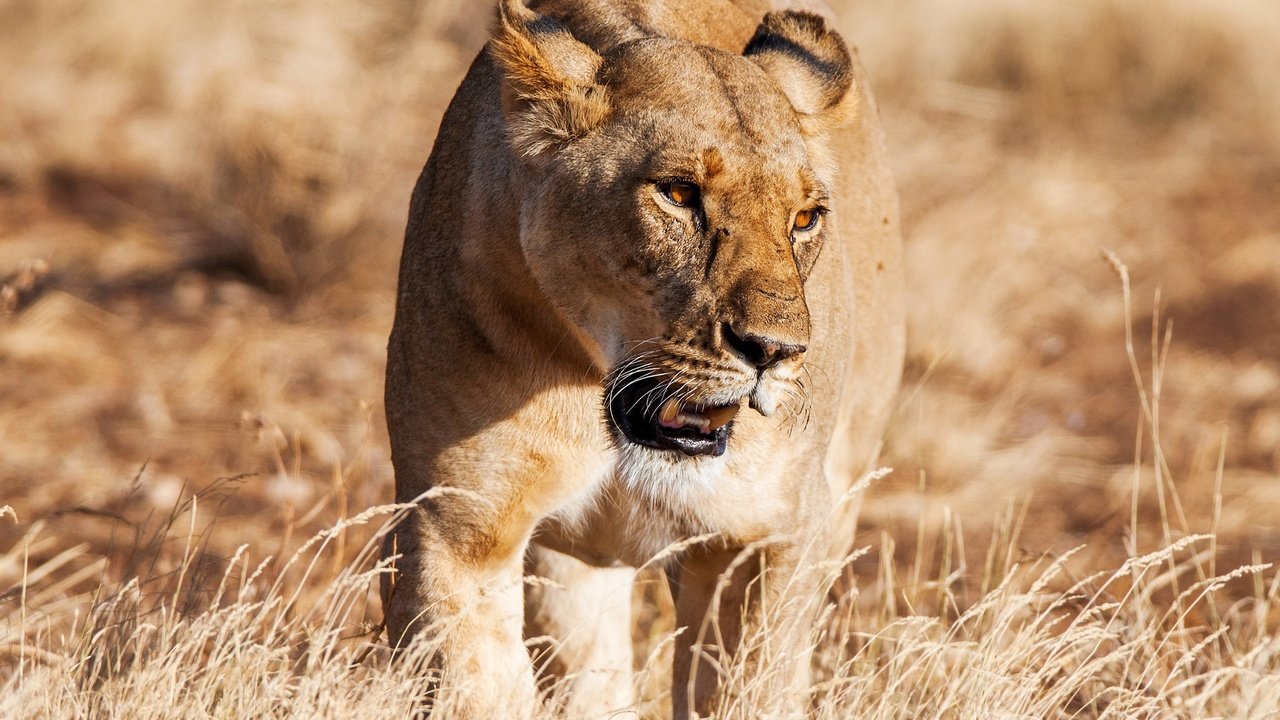 Обои трава, солнце, хищник, львица, grass, the sun, predator, lioness разрешение 2740x2130 Загрузить