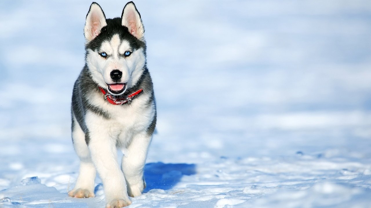 Обои снег, зима, мордочка, взгляд, собака, щенок, хаски, snow, winter, muzzle, look, dog, puppy, husky разрешение 1920x1200 Загрузить