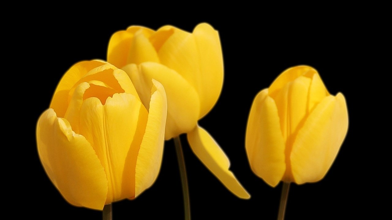 Обои цветы, черный фон, тюльпаны, желтые, flowers, black background, tulips, yellow разрешение 1920x1280 Загрузить