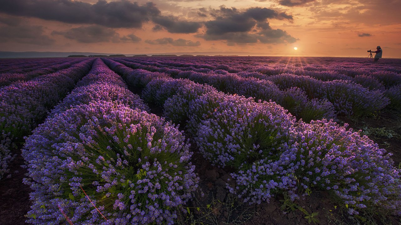 Обои цветы, природа, закат, пейзаж, поле, лаванда, flowers, nature, sunset, landscape, field, lavender разрешение 1920x1200 Загрузить