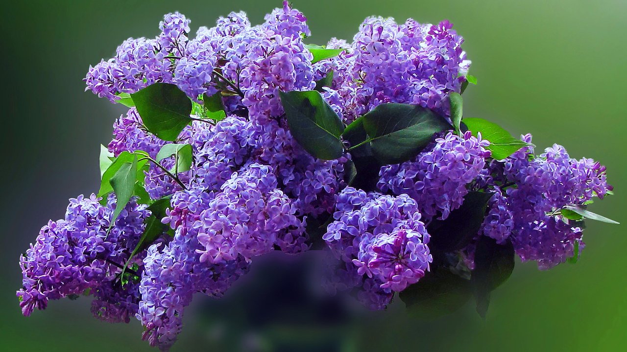 Обои цветы, букет, сирень, flowers, bouquet, lilac разрешение 1920x1200 Загрузить