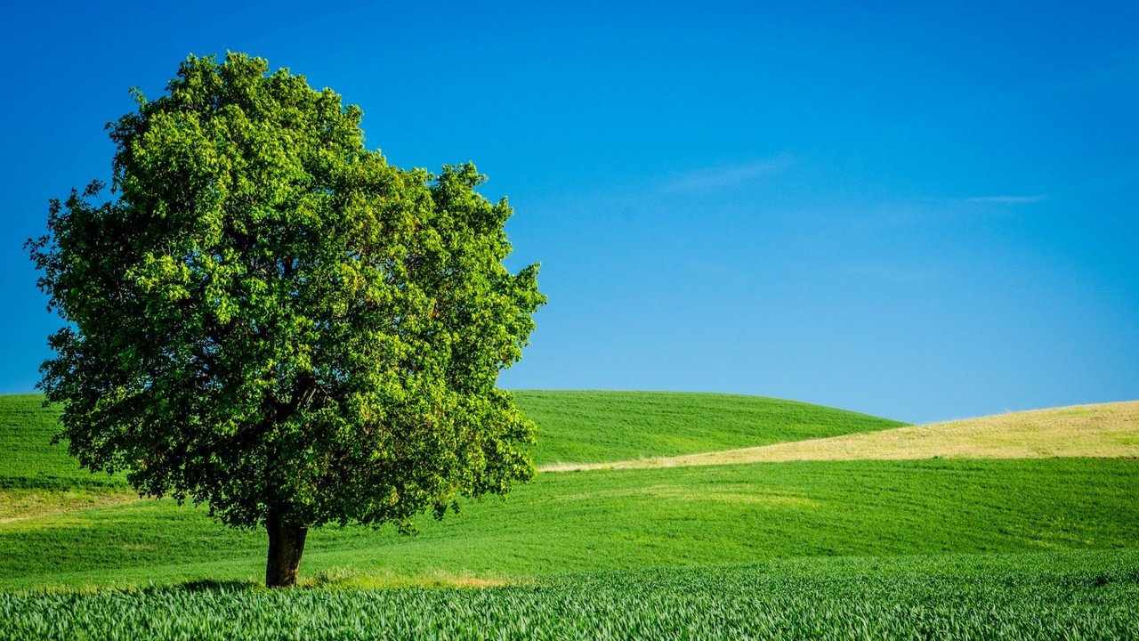 Обои небо, трава, дерево, поле, горизонт, лето, the sky, grass, tree, field, horizon, summer разрешение 1920x1200 Загрузить