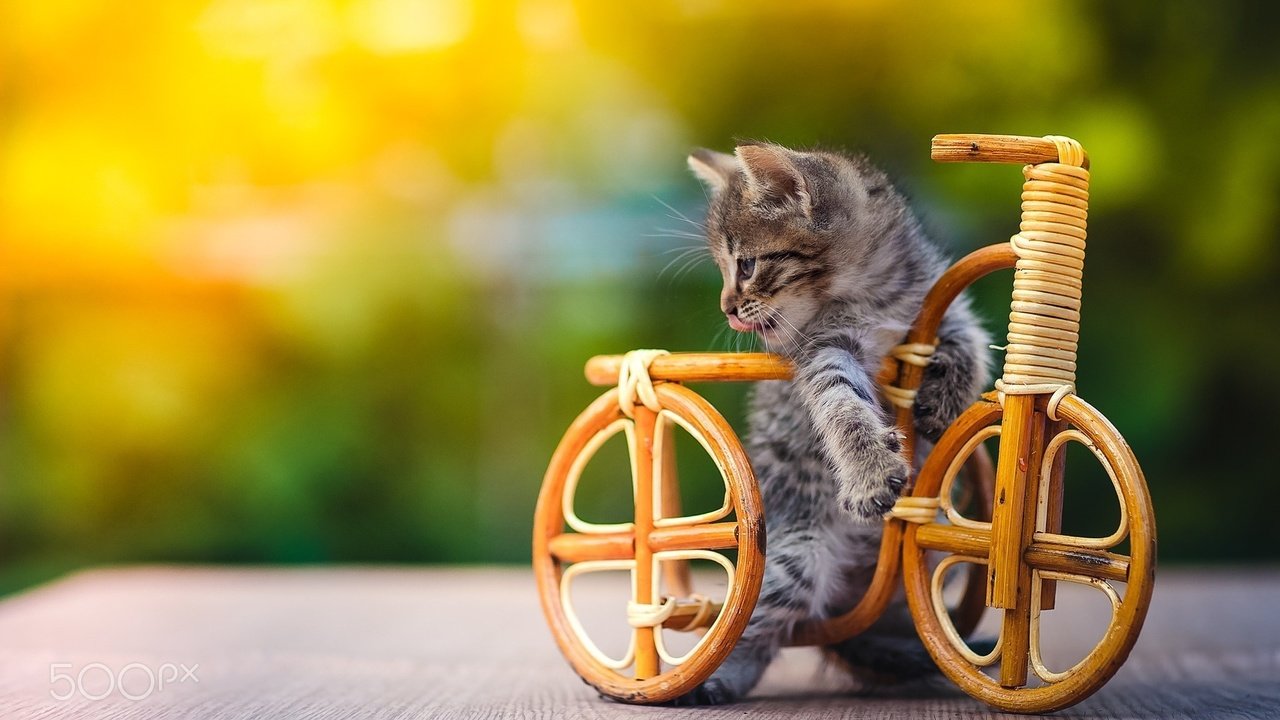 Обои котенок, игрушка, животное, велосипед, детеныш, kitty, toy, animal, bike, cub разрешение 2048x1365 Загрузить