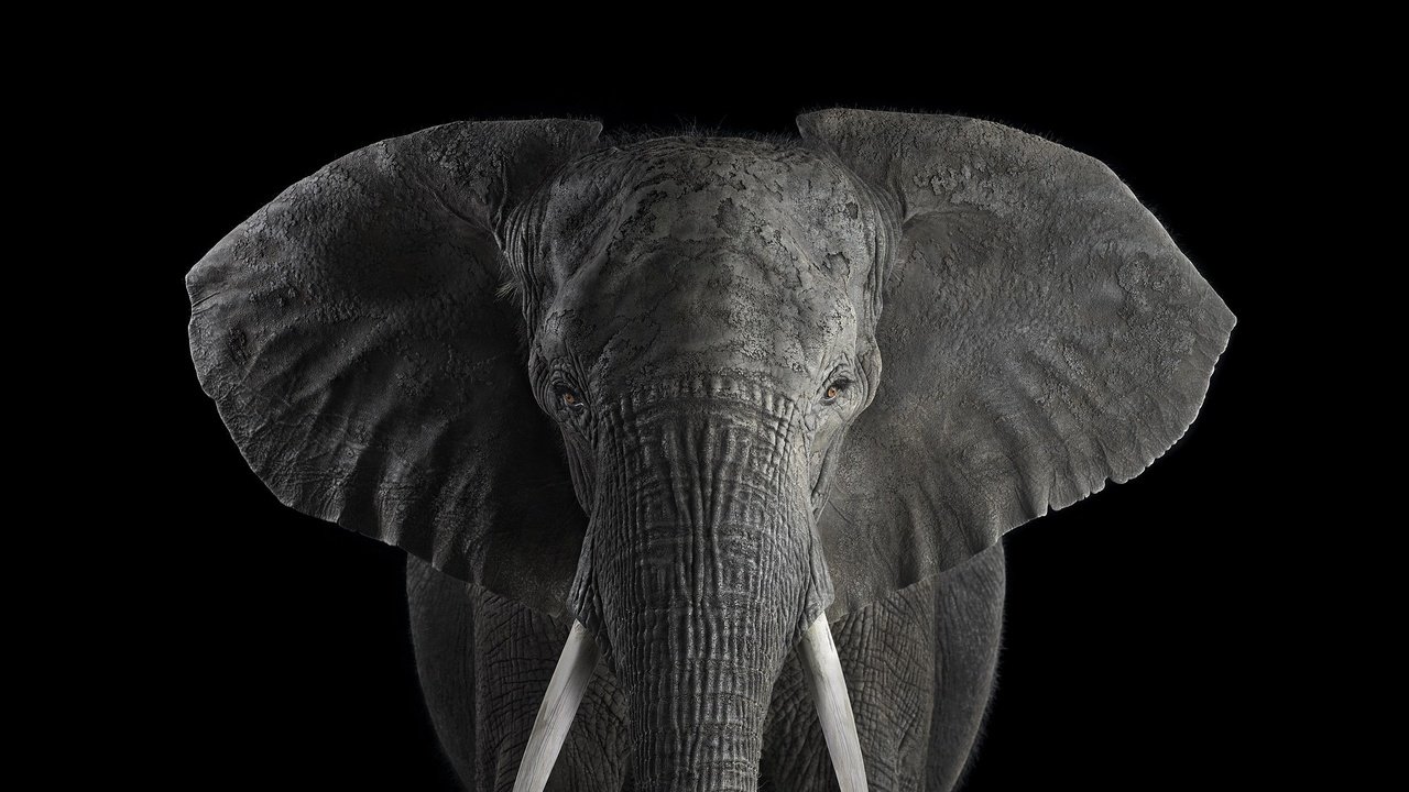 Обои слон, чёрно-белое, африканский слон, брэд уилсон, elephant, black and white, african elephant, brad wilson разрешение 2000x1364 Загрузить