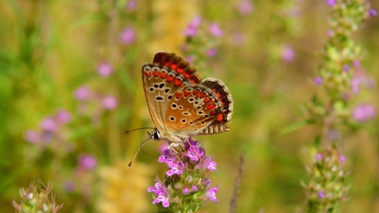 Обои цветы, макро, насекомое, бабочка, крылья, flowers, macro, insect, butterfly, wings разрешение 3000x1835 Загрузить