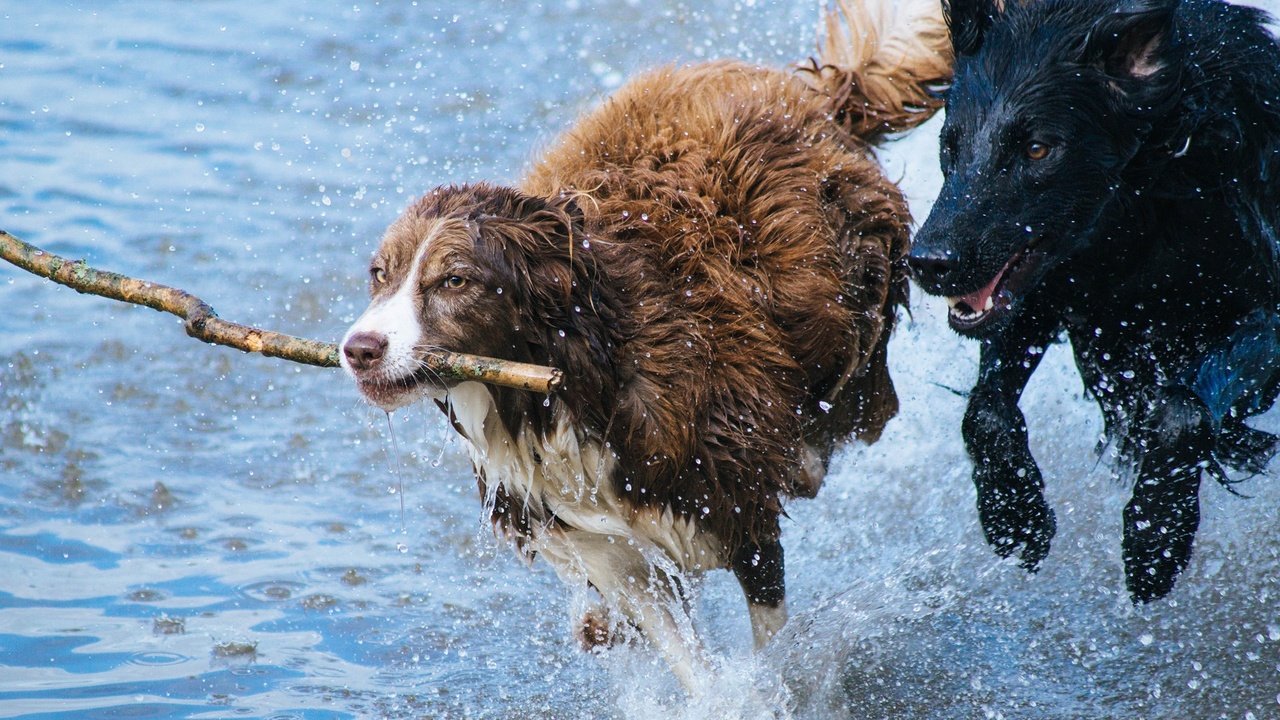 Обои вода, брызги, игра, бег, палка, собаки, бордер-колли, ньюфаундленд, water, squirt, the game, running, stick, dogs, the border collie, newfoundland разрешение 2560x1600 Загрузить