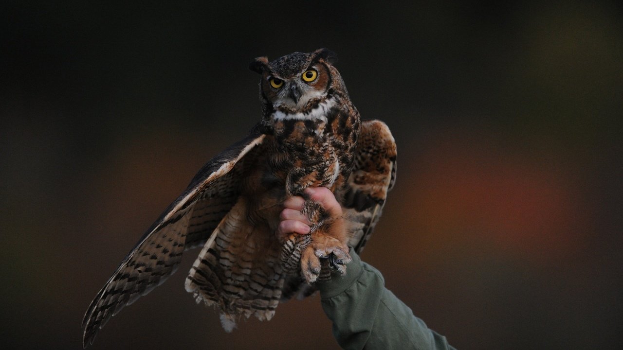 Обои сова, рука, человек, птица, клюв, крыло, хищная птица, owl, hand, people, bird, beak, wing, bird of prey разрешение 2560x1600 Загрузить