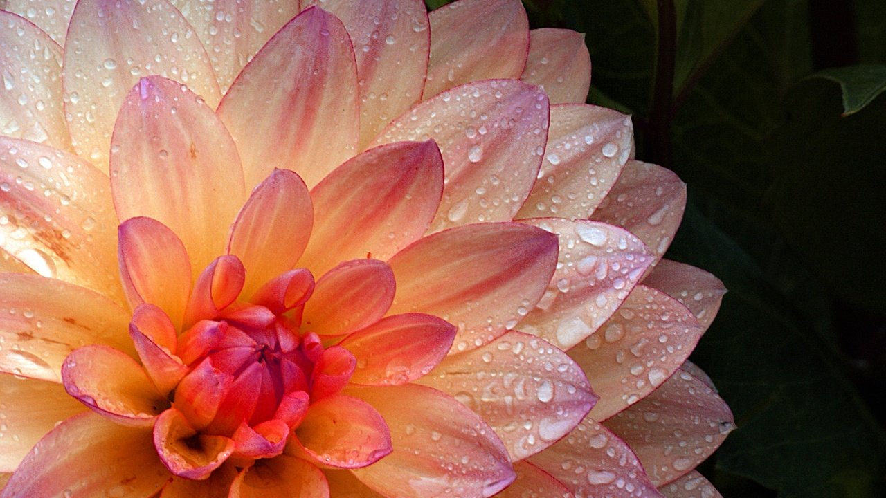 Обои цветок, капли, лепестки, георгин, flower, drops, petals, dahlia разрешение 2400x1537 Загрузить