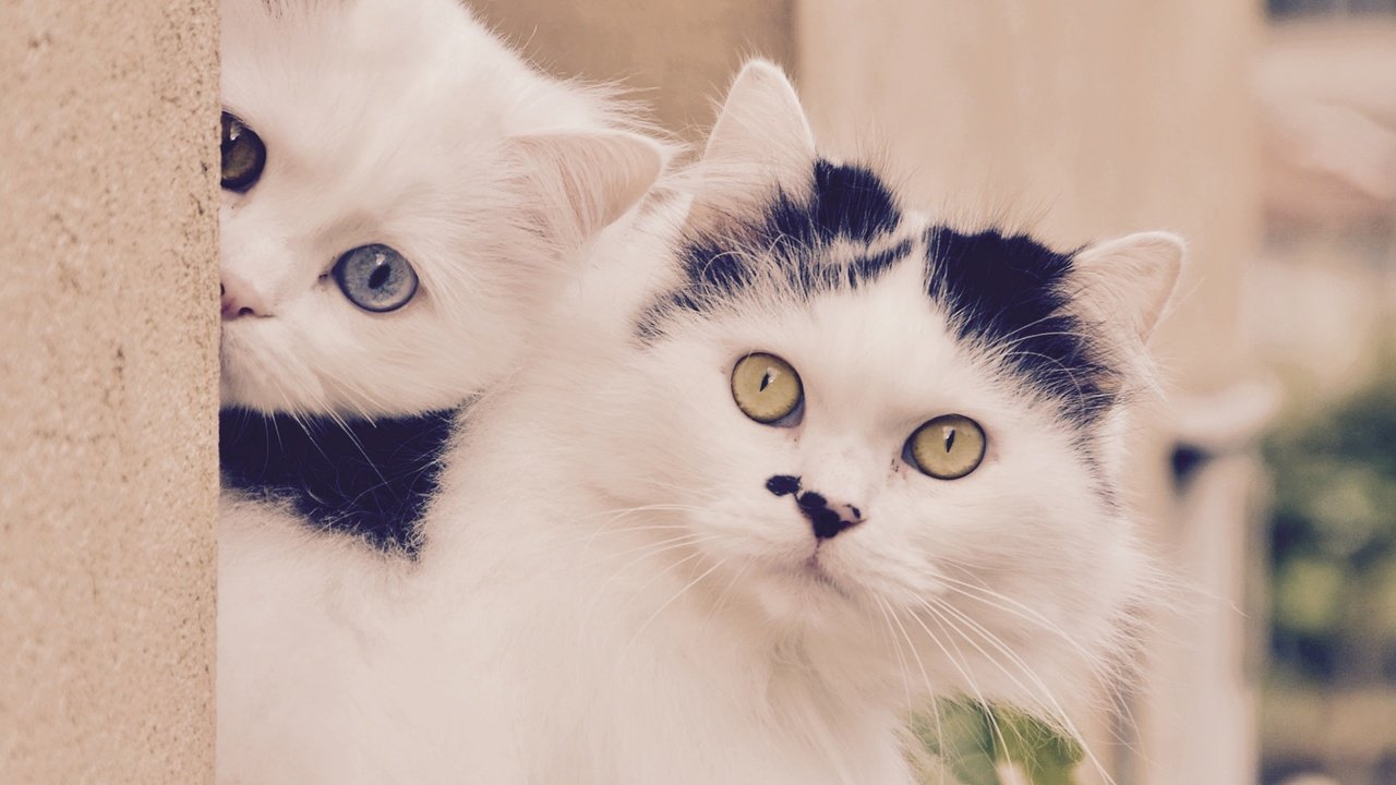 Обои усы, кошка, взгляд, котенок, коты, кошки, мордочки, mustache, cat, look, kitty, cats, faces разрешение 2200x1950 Загрузить