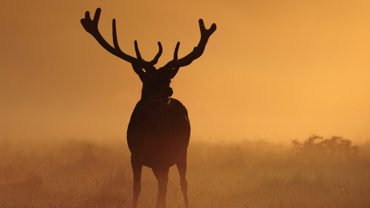 Обои ночь, природа, олень, туман, рога, night, nature, deer, fog, horns разрешение 3000x2000 Загрузить