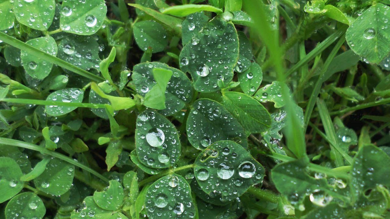 Обои трава, растения, листья, капли, дождь, grass, plants, leaves, drops, rain разрешение 4033x3025 Загрузить