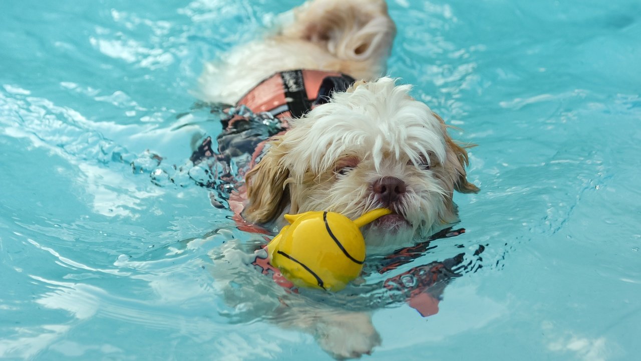 Обои вода, собака, игрушка, water, dog, toy разрешение 2652x1658 Загрузить