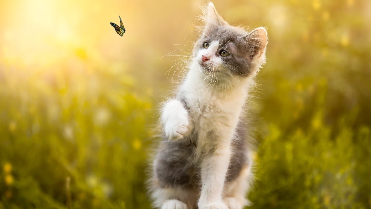 Обои природа, бабочка, котенок, камень, животное, боке, nature, butterfly, kitty, stone, animal, bokeh разрешение 2048x1442 Загрузить