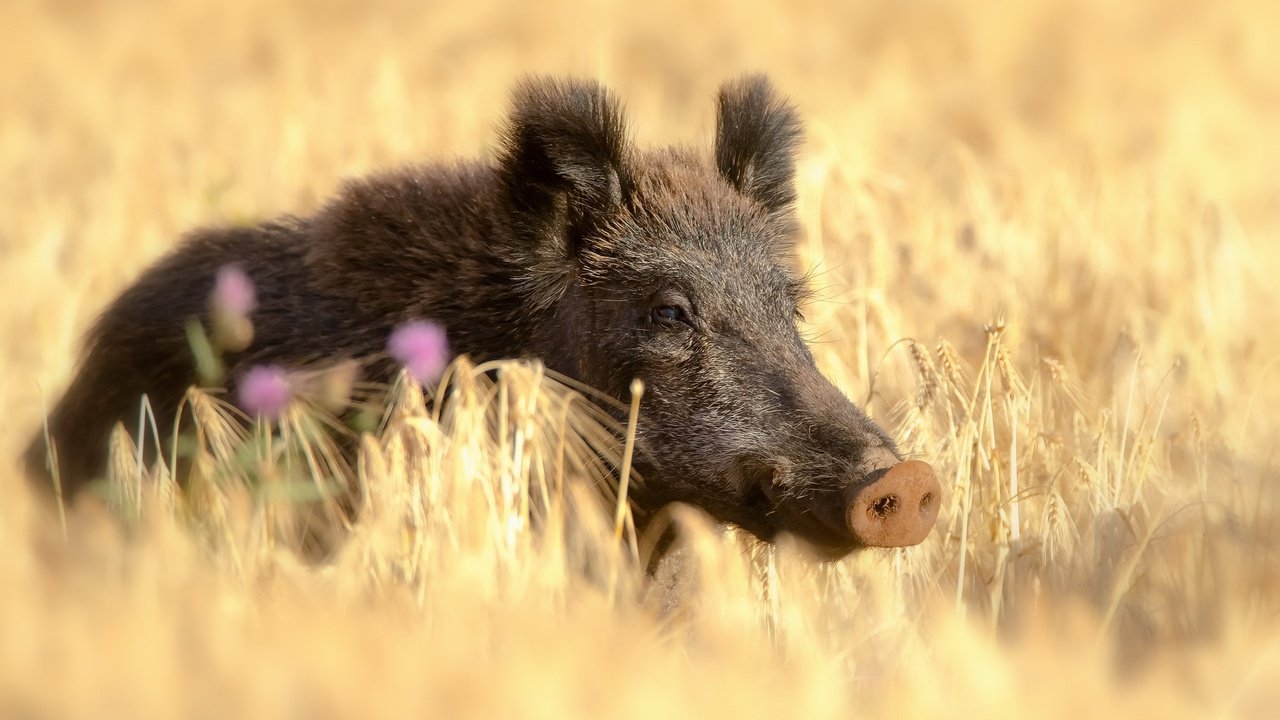 Обои поле, лето, пшеница, кабан, кабанчик, дикая свинья, field, summer, wheat, boar, hog, wild pig разрешение 2560x1731 Загрузить