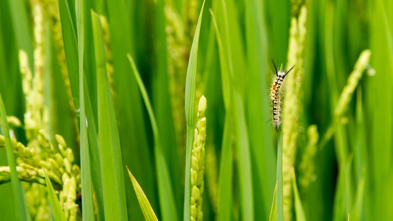 Обои трава, зелень, макро, насекомое, колоски, гусеница, травинки, grass, greens, macro, insect, spikelets, caterpillar разрешение 4782x1594 Загрузить