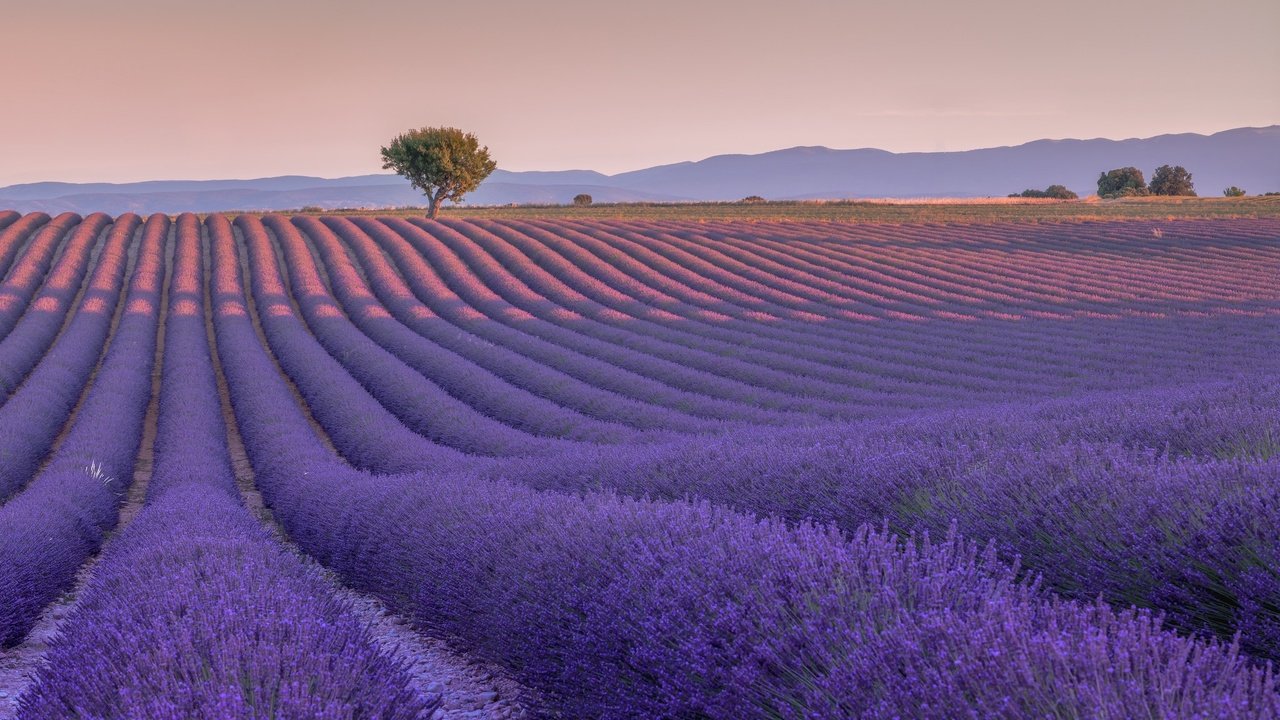 Обои цветы, дерево, поле, лаванда, франция, валансоль, flowers, tree, field, lavender, france, valensole разрешение 2048x1171 Загрузить