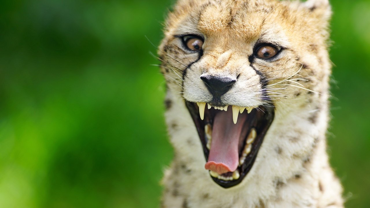 Обои морда, фон, зубы, язык, пасть, гепард, дикая кошка, face, background, teeth, language, mouth, cheetah, wild cat разрешение 4500x3004 Загрузить